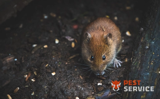 Дератизация в Шымкенте